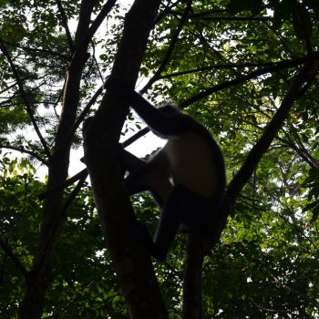 Thomas Leef Monkey Sumatra